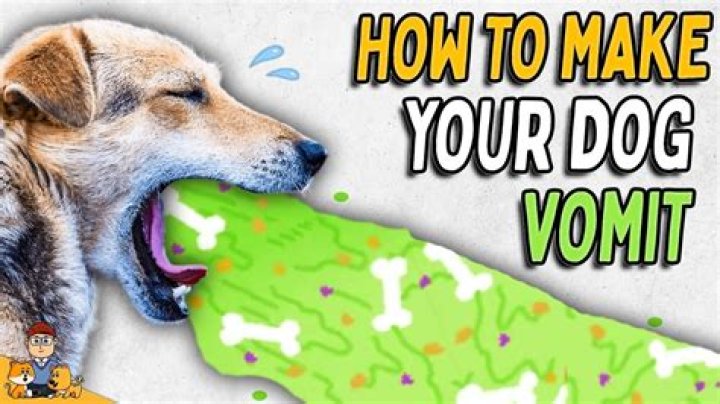 What drug is used to make dogs vomit?