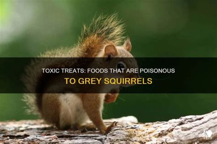 What food is poisonous to GREY squirrels?