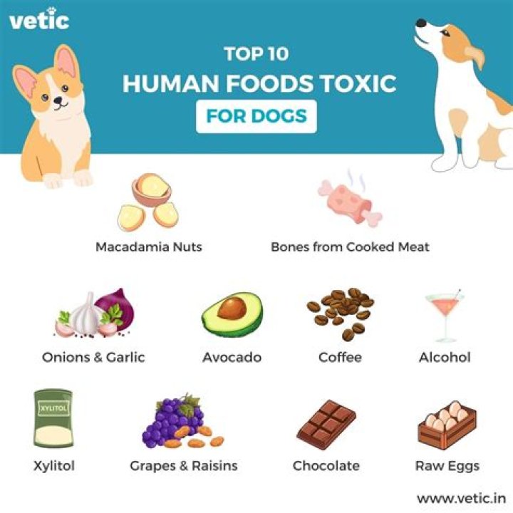What foods do dogs love the most?
