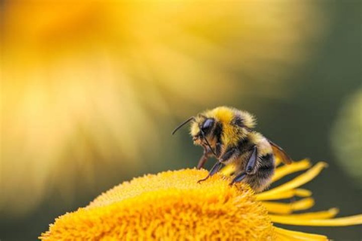 What frequency do bees hate?