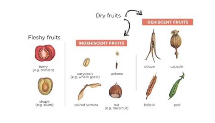What fruit is also a city?