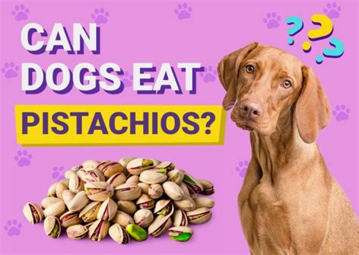 What happens if a dog eats a bologna wrapper?