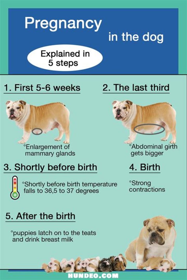What happens if a female dog gets pregnant by her brother?