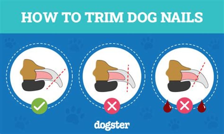 What happens if I cut my dog's nail and it bleeds?