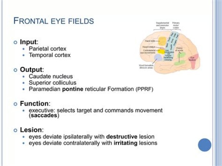 What happens if the frontal eye field is damaged?