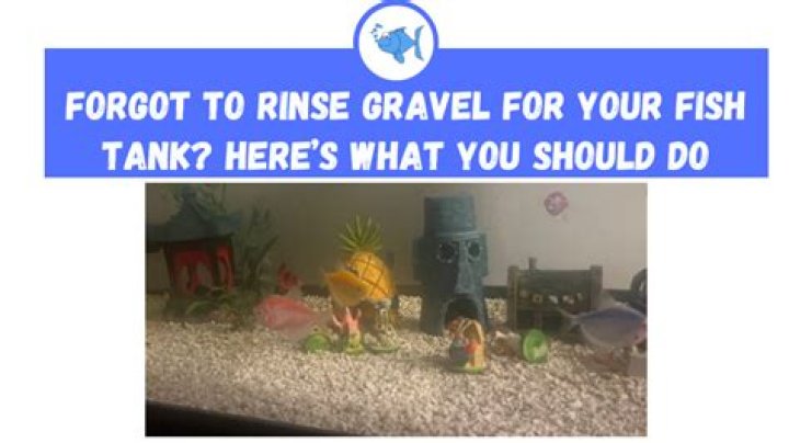 What happens if you don't Rinse fish gravel?