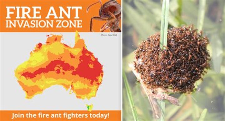What happens if you eat fire ants?