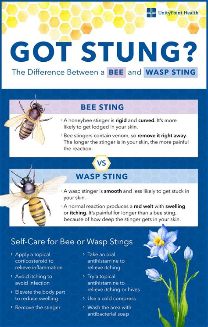 What helps the pain of a wasp sting?