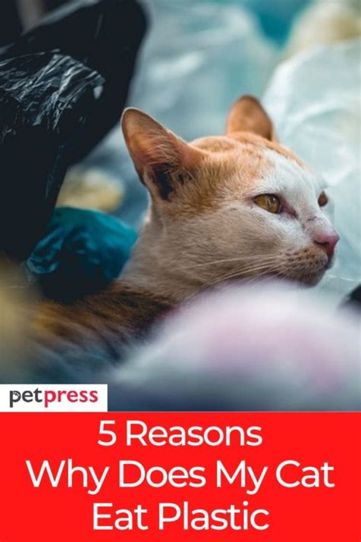 What if my cat eats plastic?