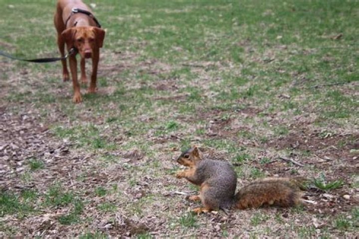 What if my dog eats a squirrel?