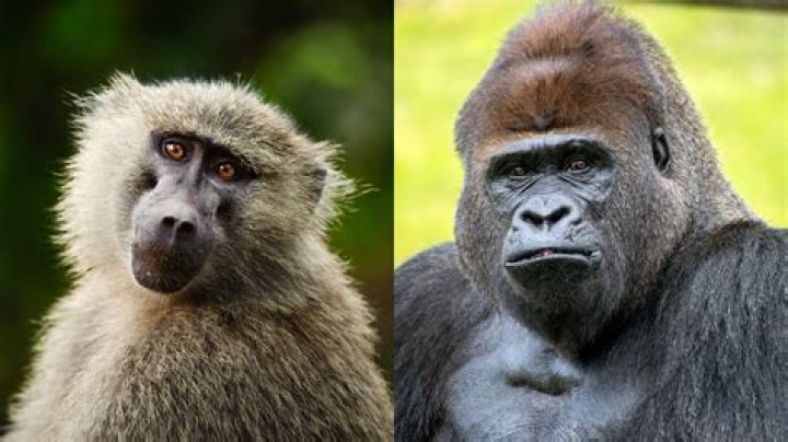 What is a baboon wax?