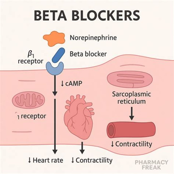 What is a beta female called?