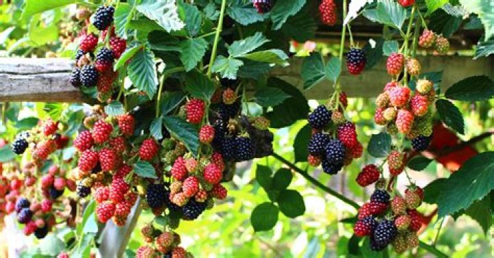 What is a blackberry summer?