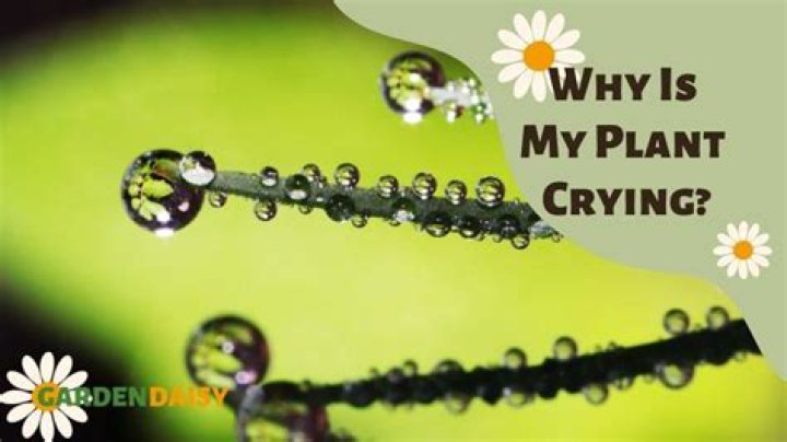 What is a crying plant?
