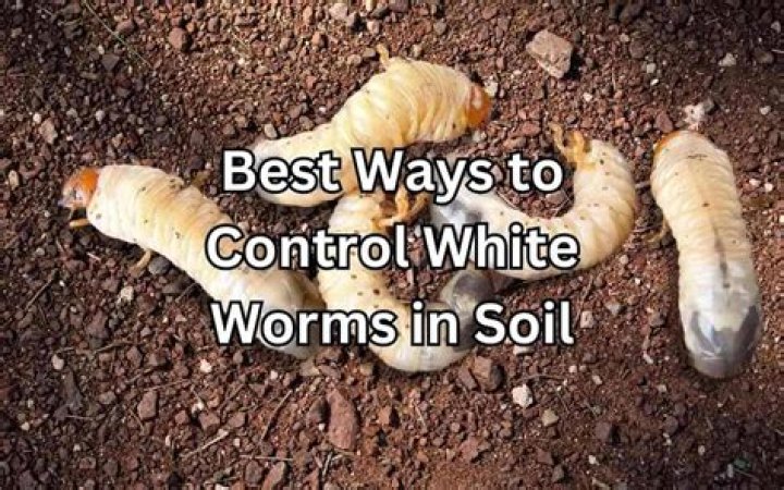 What is a cutworm collar?