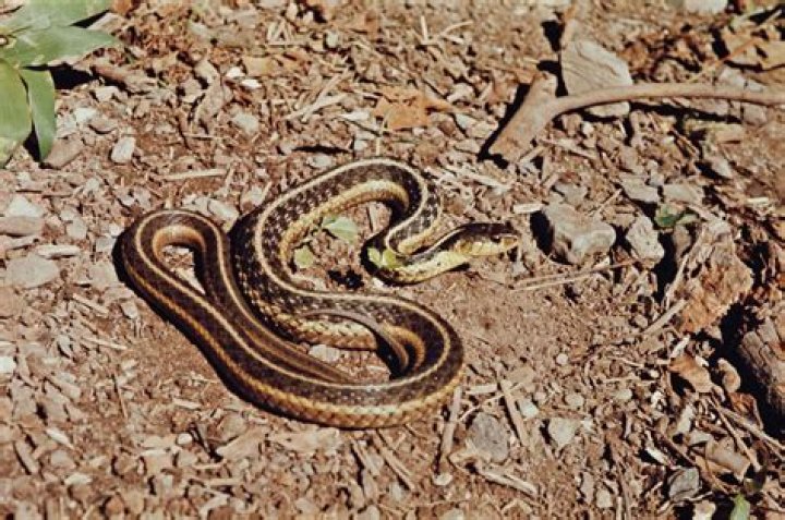What is a garter snake look like?