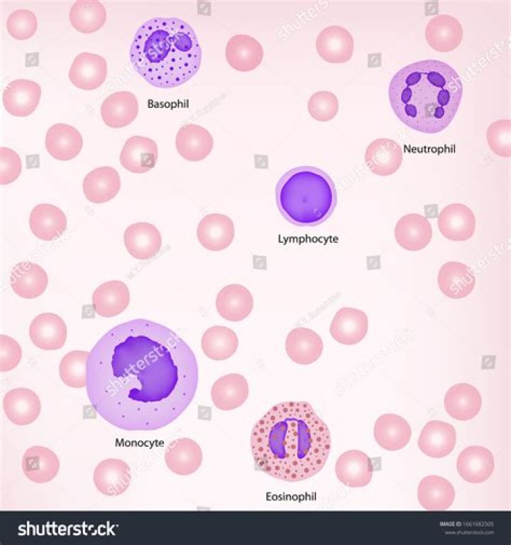 What is a good neutrophil to lymphocyte ratio?