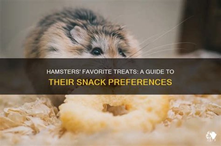 What is a hamster's favorite snack?