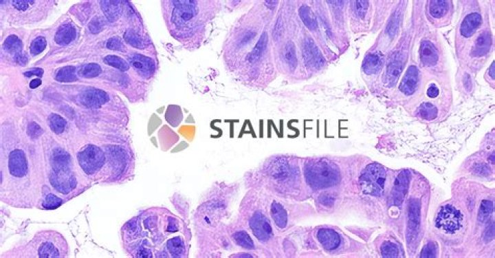What is a mordant in staining?