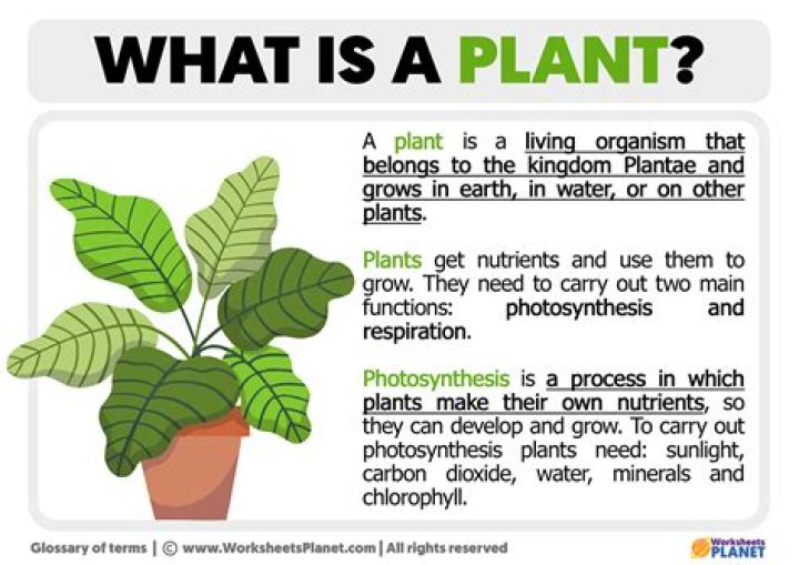 What is a plant collar?