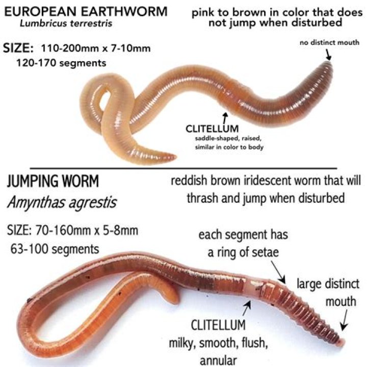 What is a water worm?
