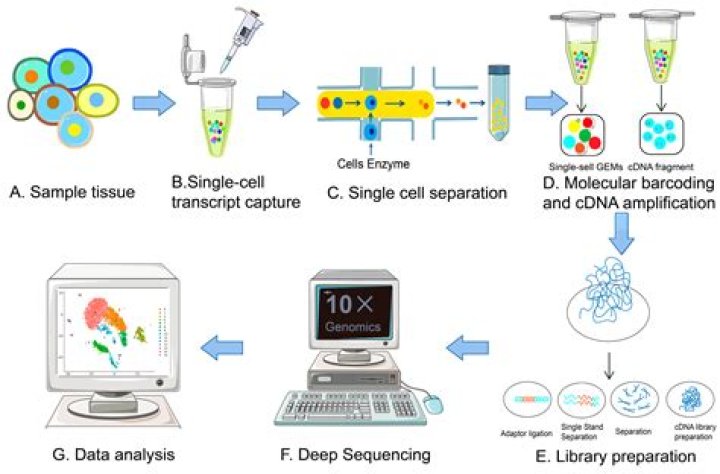 What is BCR sequential extraction?
