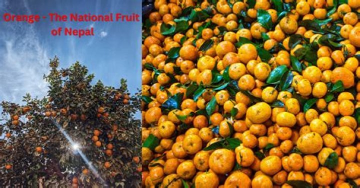 What is China's national fruit?