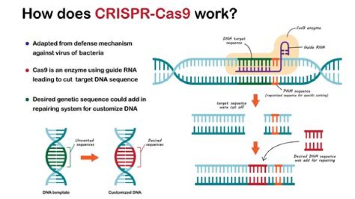 What is CRISPR Cas9 used for?