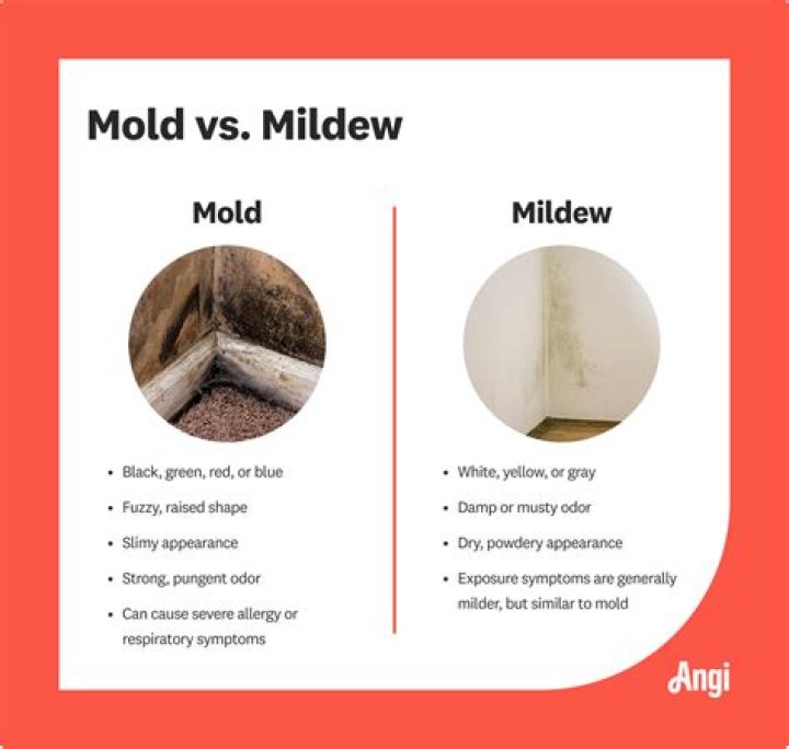 What is difference between mold and mildew?