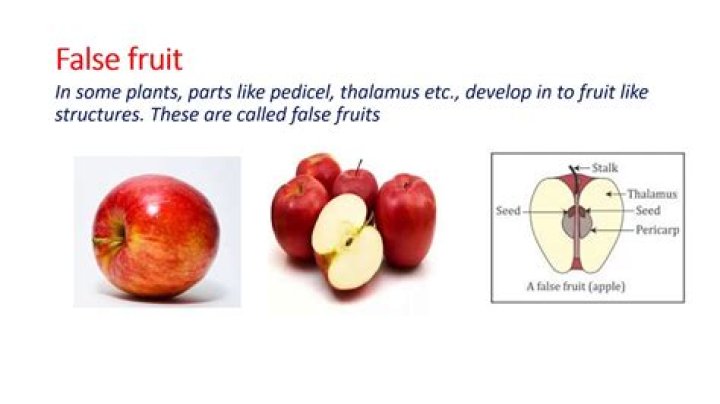 What is false fruit in botany?