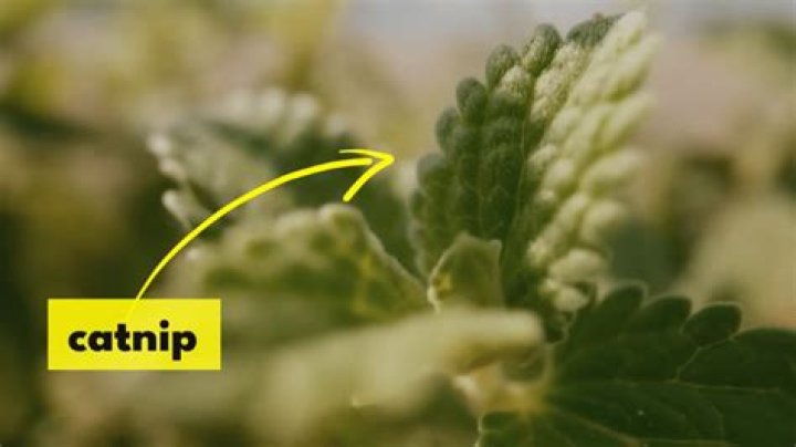 What is inside catnip?