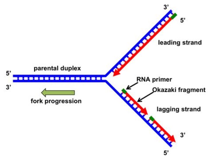 What is meant by the lagging strand and why does that occur?