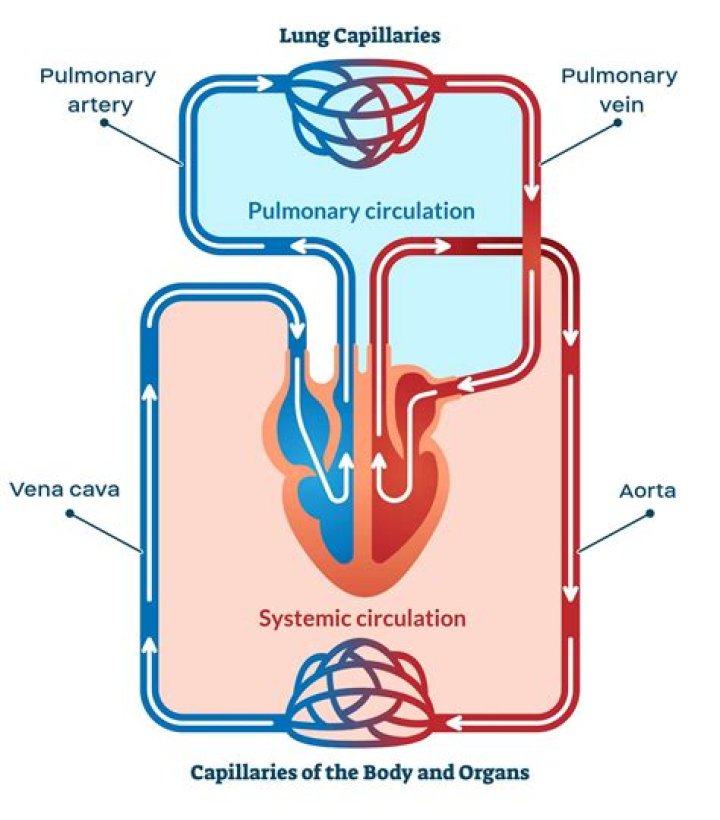 What is minimum circulation flow?