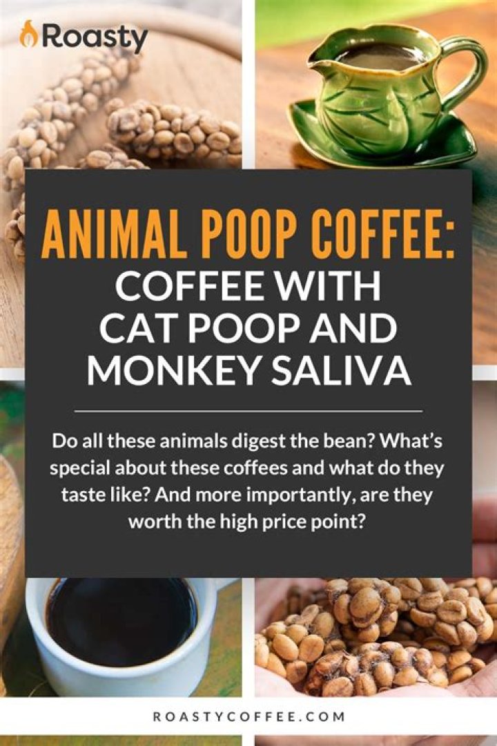 What is monkey poop coffee?