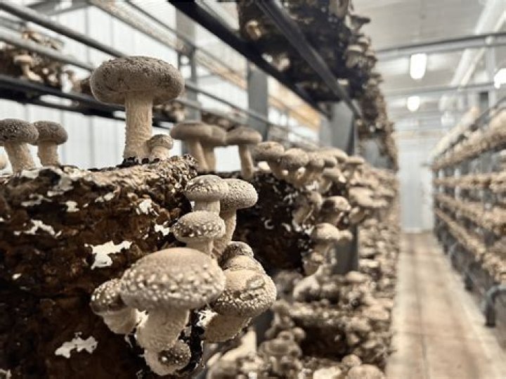 What is mushroom fabric?