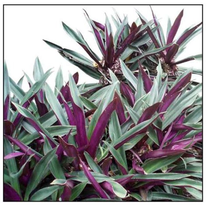 What is Rheo leaf?
