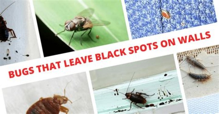 What is that black stuff roaches leave behind?