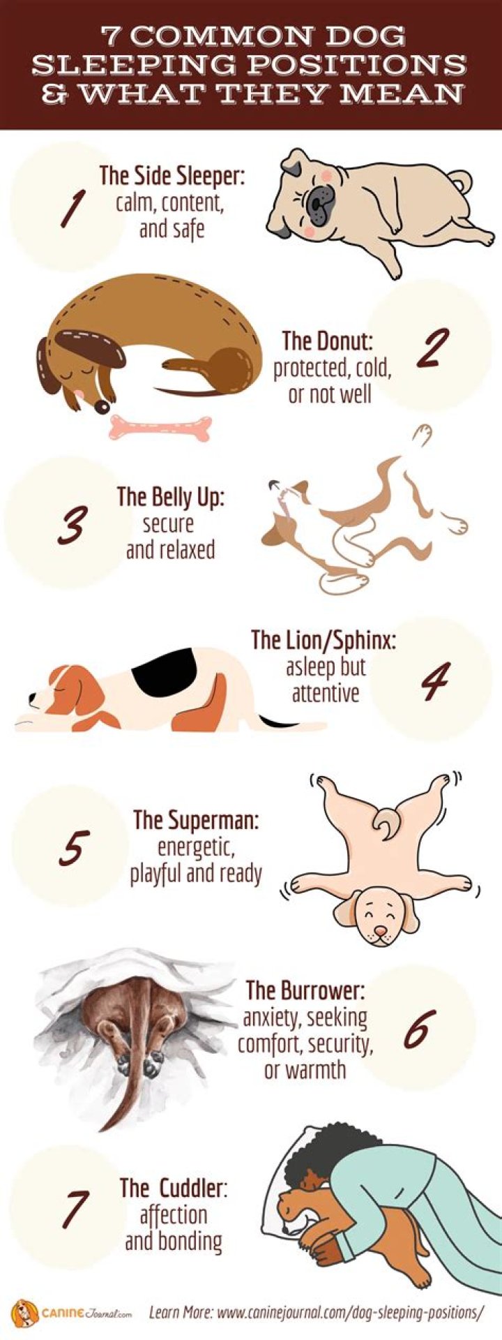 What is the best dog to sleep with?