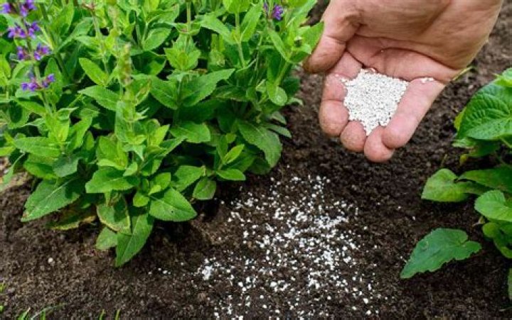 What is the best fertilizer for flowering plants?