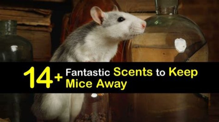 What is the best thing to keep mice away?
