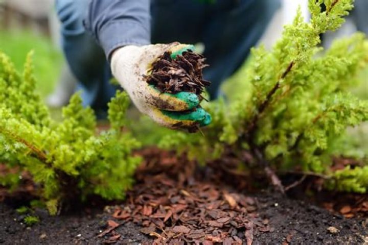 What is the best time to mulch?