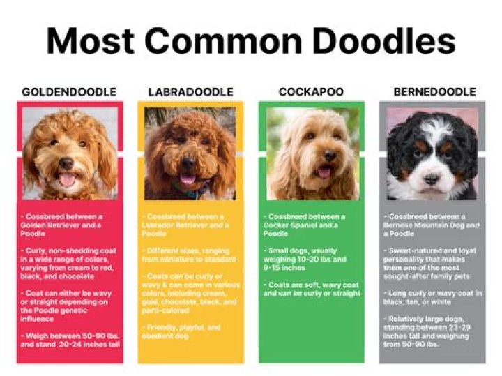 What is the best type of doodle dog?