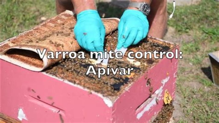 What is the best varroa mite treatment?