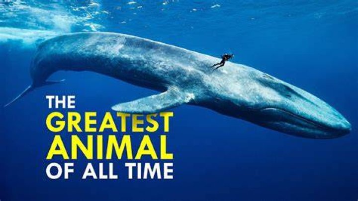 What is the biggest creature in One Piece?