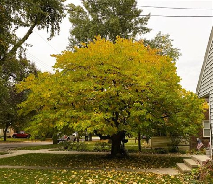 What is the cleanest tree?