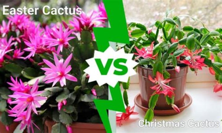 What is the difference between Christmas cactus and Easter cactus?