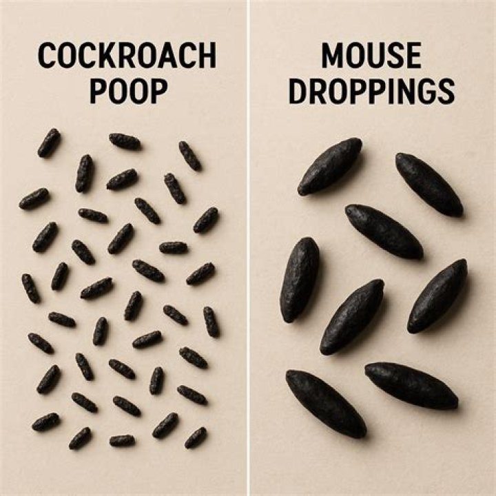 What is the difference between mouse and roach droppings?