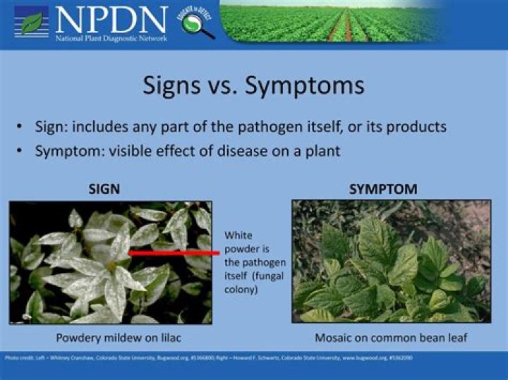 What is the difference between signs and symptoms in plant disease?