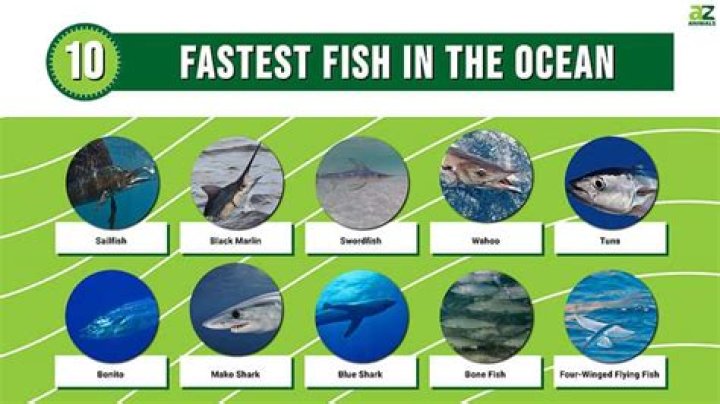 What is the fastest growing fish in the ocean?