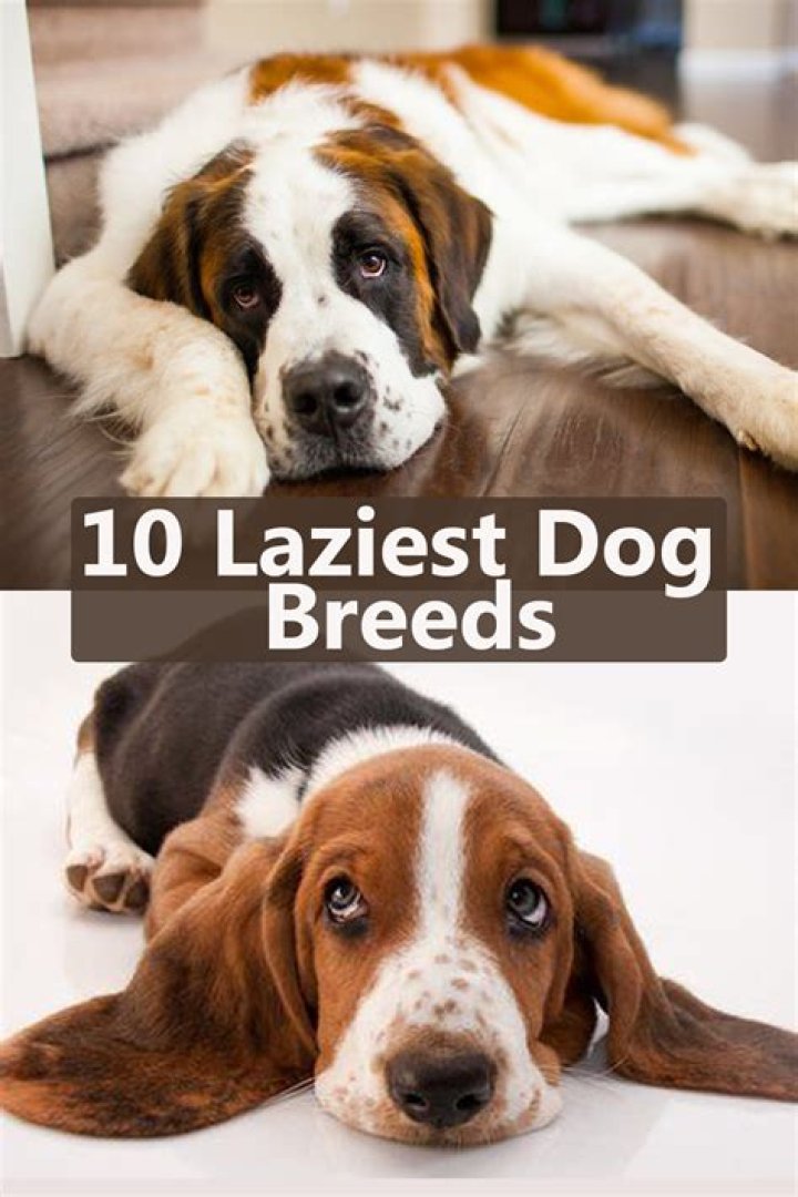 What is the laziest dog breed?